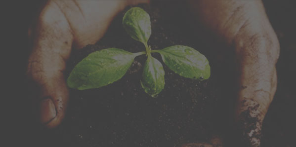 обслуживание растений, благоустройство и озеленение, ландшафтный дизайн москва, растения в офис, озеленение, озеленение офиса, озеленение интерьера, благоустройство и озеленение москва, mister green