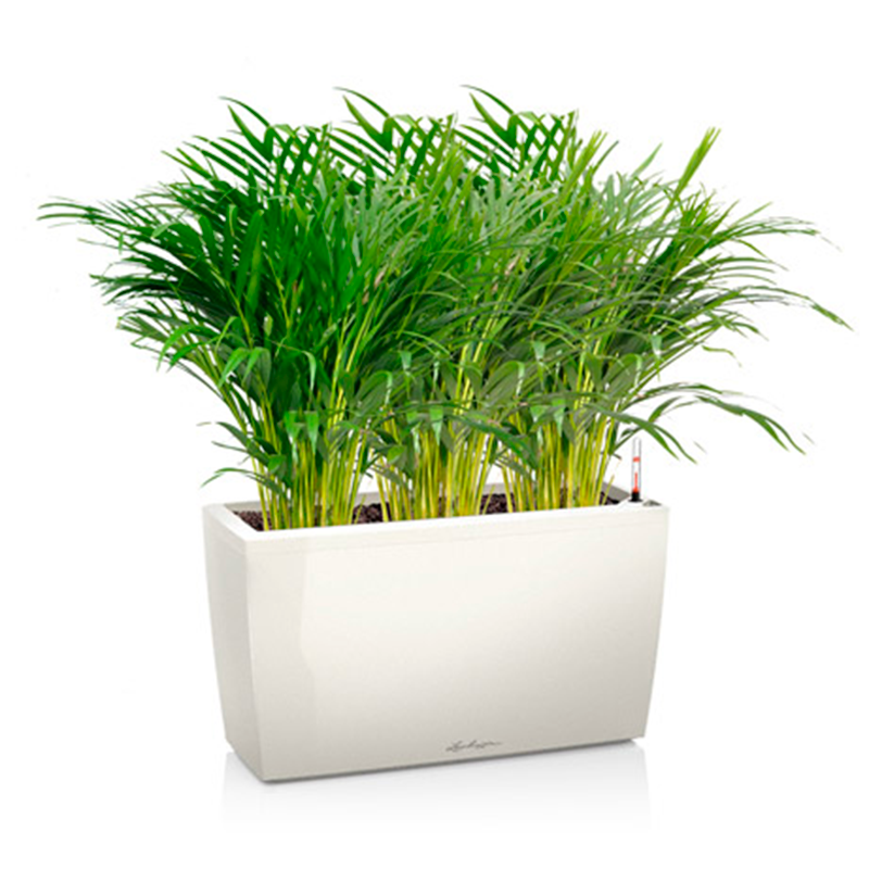 растения для офиса