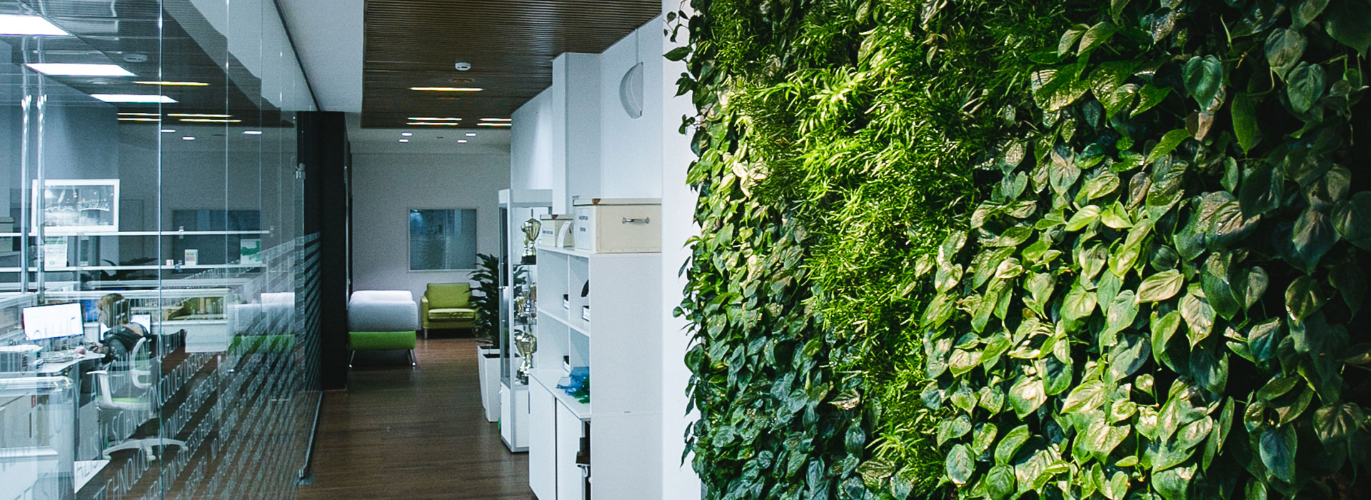 обслуживание растений, благоустройство и озеленение, ландшафтный дизайн москва, растения в офис, озеленение, озеленение офиса, озеленение интерьера, благоустройство и озеленение москва, mister green