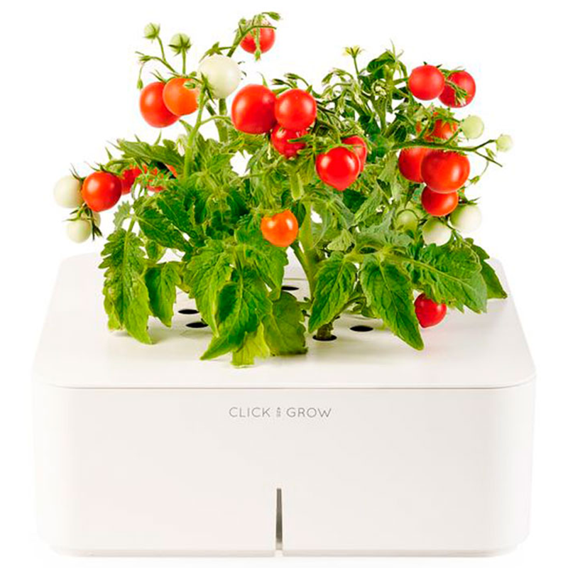 сад-огород в офисе