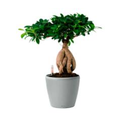 растения для офиса